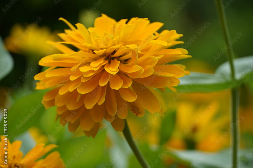 yellow flower yellow flower