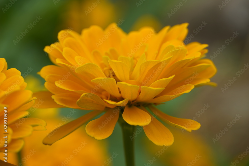 Fototapeta premium yellow flower of calendula