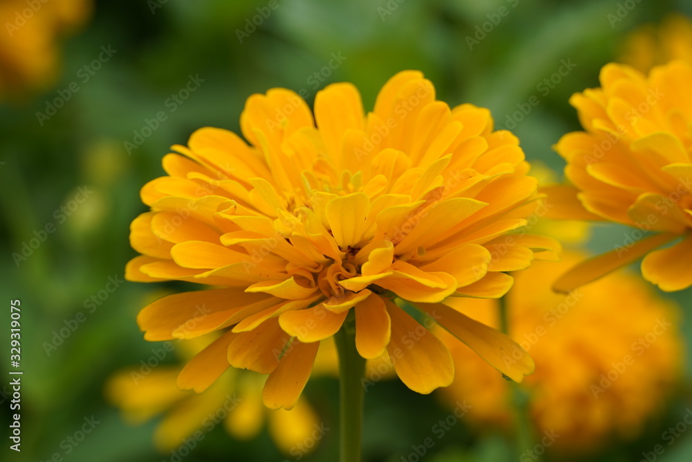 yellow flower in the garden