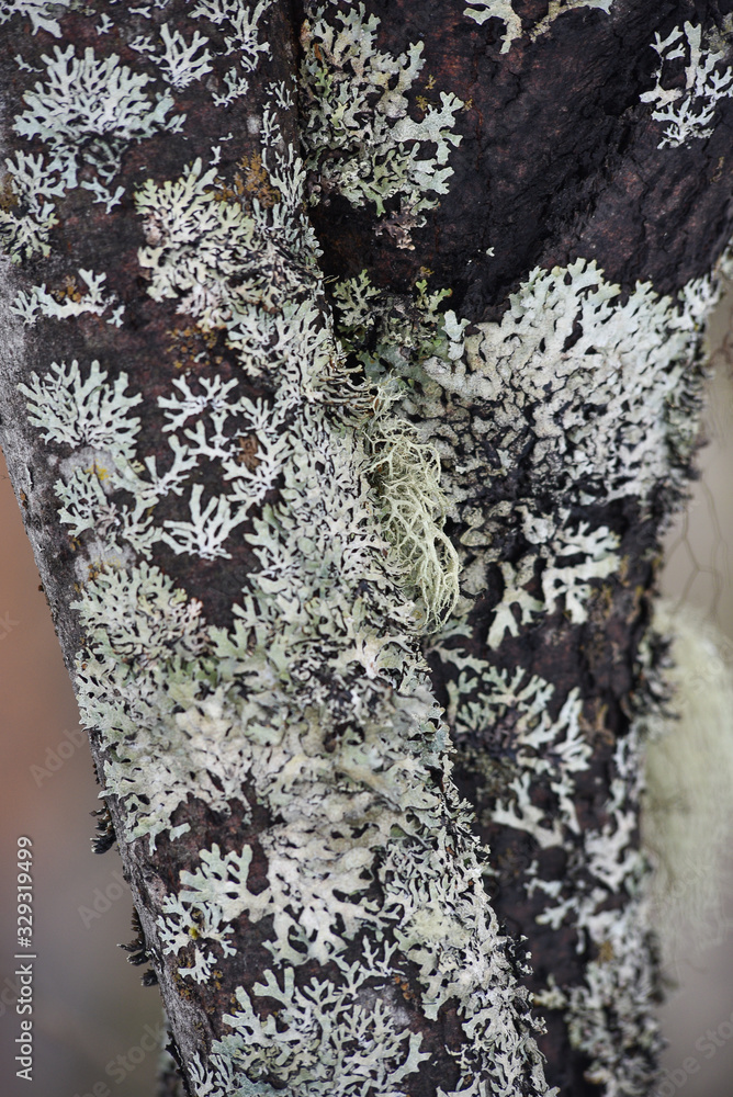 Naklejka premium Willow tree bark.