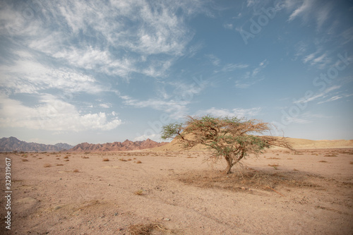 One tree in a dry sandy empty amid hills and clouds. A lonely tree in arid dustagainst against a backdrop of remote hills and sky