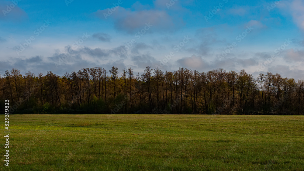 Green meadow and deciduous forest in the evening outside the city, panorama.