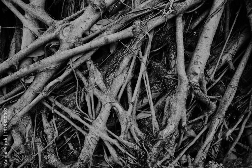 Strange tree roots : Black and White Strange tree roots : Black and White
