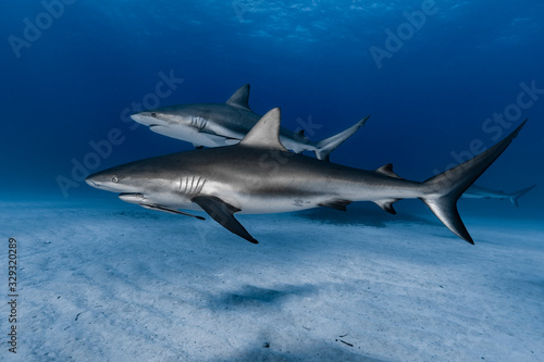 2 Karibische Riffhaie (Carcharhinus perezii)  © kaschibo