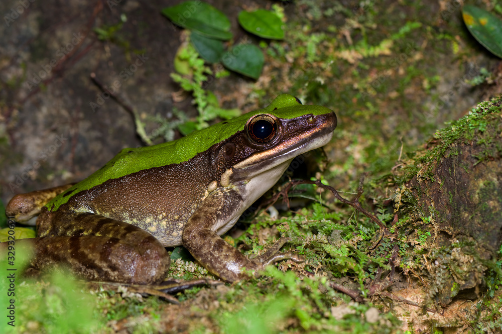 Green cascade frog Green cascade frog