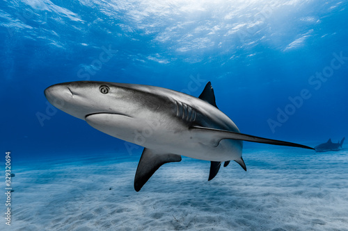 Karibischer Riffhai (Carcharhinus perezii) © kaschibo