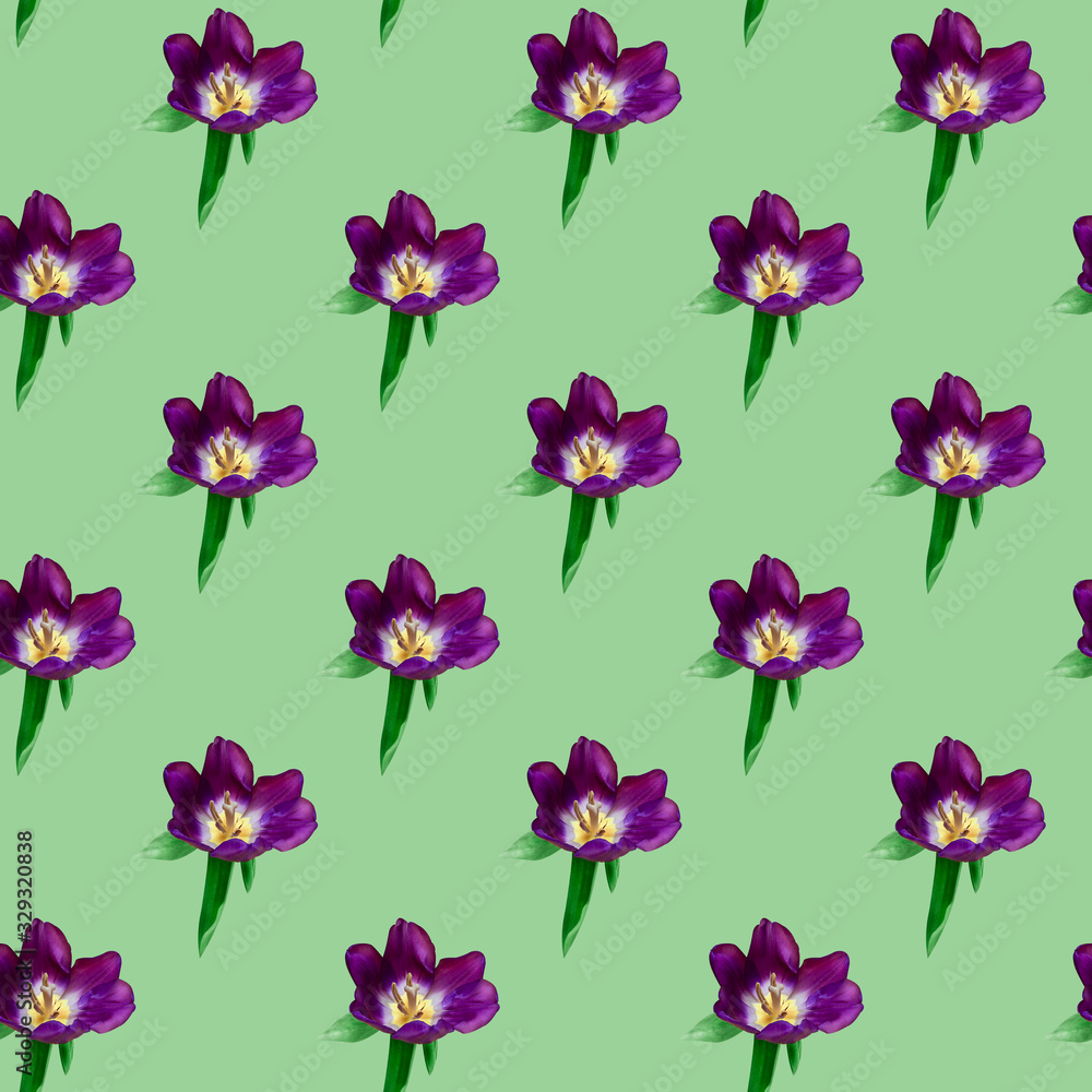 Seamless pattern of purple Tulip on a green background