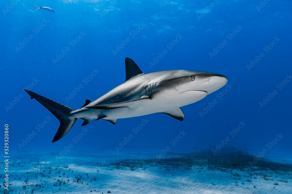 Naklejka premium Karibischer Riffhai (Carcharhinus perezii) über Korallenriff