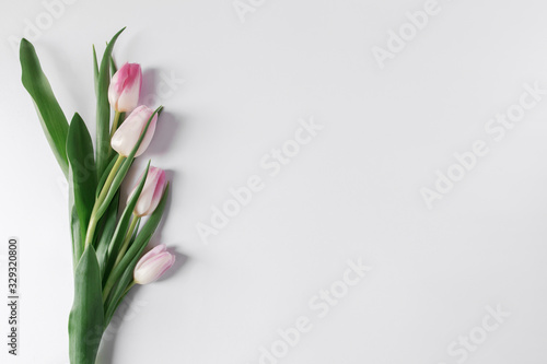 Fototapeta Naklejka Na Ścianę i Meble -  Pink tulips on a white background