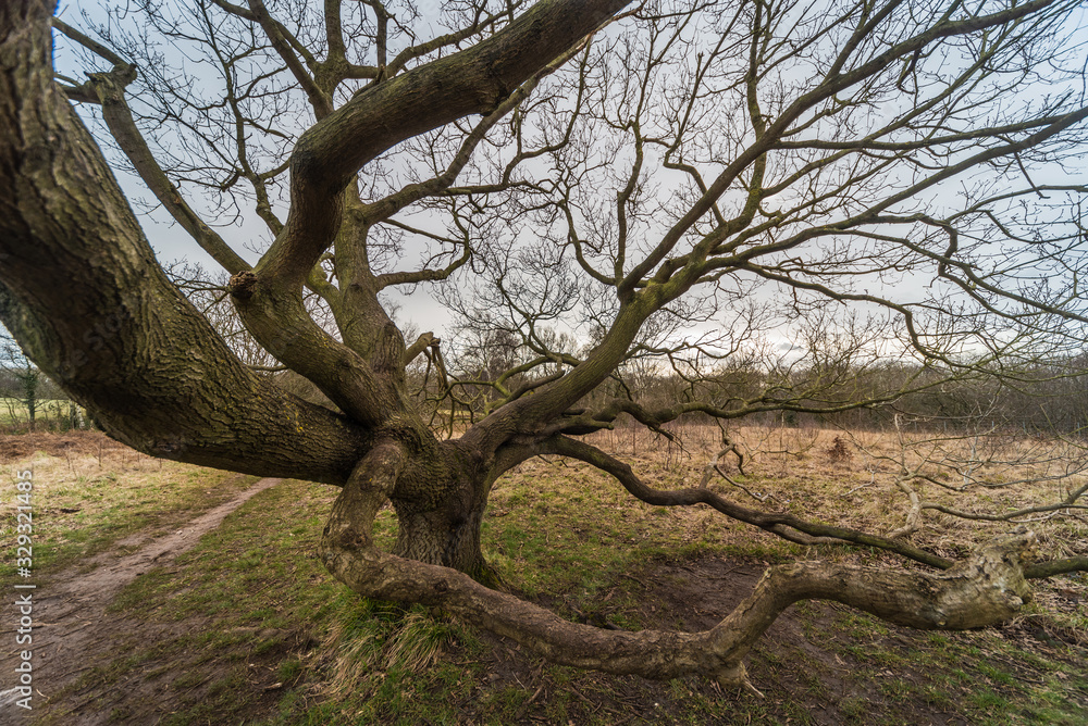 Old Tree Old Tree