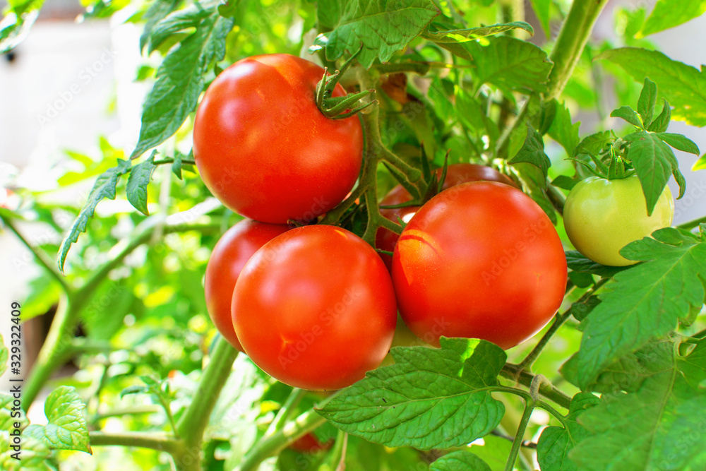 Red tomatoes on vine. Organic farming.