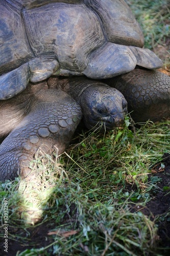 Tortue geante photo