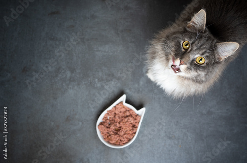 Obraz na płótnie high angle view of a cute blue tabby maine coon cat standing next to feeding dis