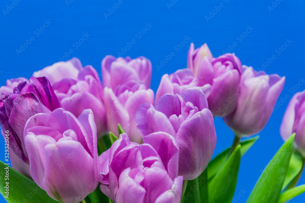 Obraz premium Spring greeting card. Purple tulips bouquet on blue background. Woman day concept. Copyspace for text.