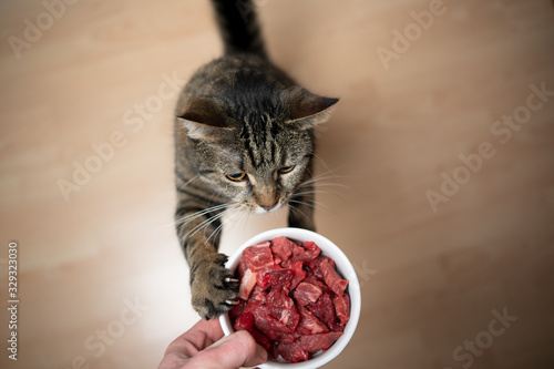 tabby cat rearing up to reach feeding dish with raw meat held by pet owner's hand wiith copy space