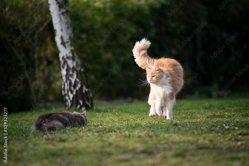 playing cats outdoors in nature face to face