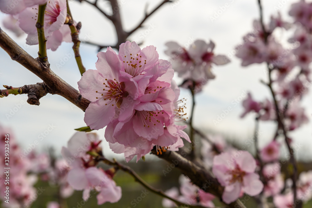 Mandelblüte an der Deutschen Weinstraße, Rheinland-Pfalz, Deutschland Mandelblüte an der Deutschen Weinstraße, Rheinland-Pfalz, Deutschland