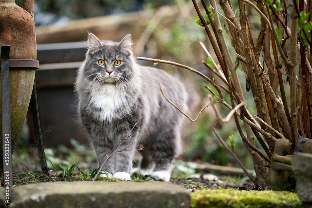 curious blue tabby maine coon cat standing in back yard next to plants and plant pot looking at camera