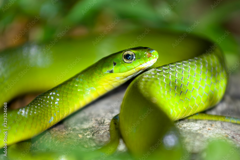 greater green snake greater green snake