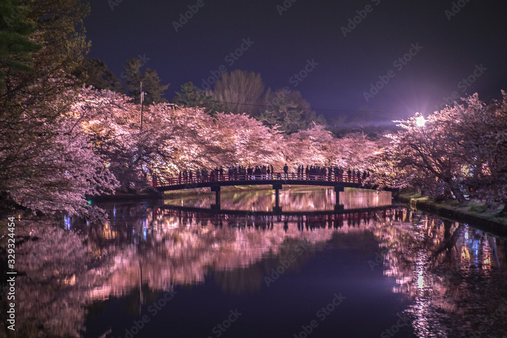 Fototapeta premium Sakura