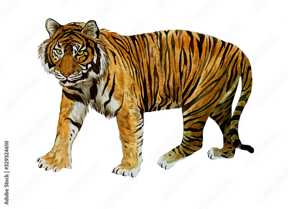 Naklejka premium Sumatrian endangerd tiger watercolor illustration hand drawn