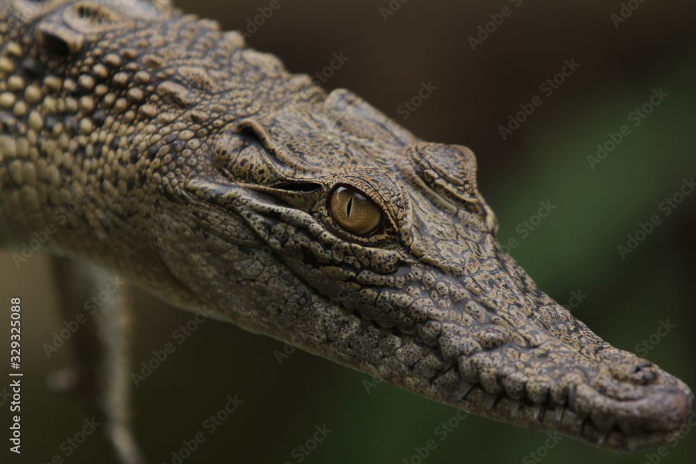 Fototapeta premium Estuarine crocodile is the largest type of crocodile in the world also named estuarine crocodile because in addition to living in the main habitat of the river, this crocodile also lives near the sea