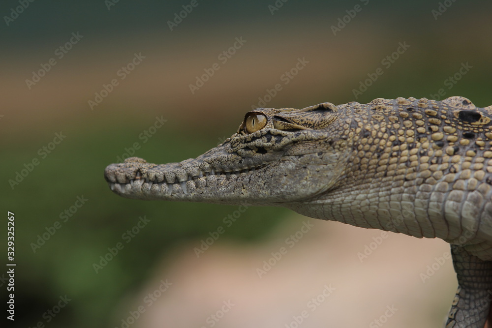 Fototapeta premium Estuarine crocodile is the largest type of crocodile in the world also named estuarine crocodile because in addition to living in the main habitat of the river, this crocodile also lives near the sea