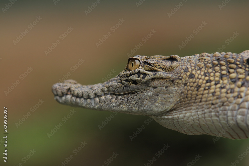 Fototapeta premium Estuarine crocodile is the largest type of crocodile in the world also named estuarine crocodile because in addition to living in the main habitat of the river, this crocodile also lives near the sea