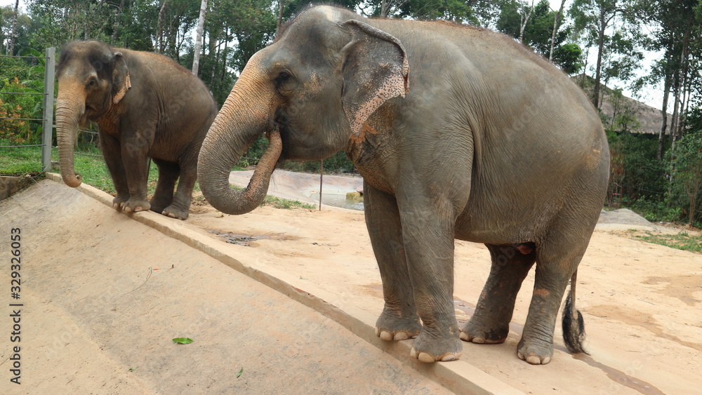 Fototapeta premium Two elephants at the zoo