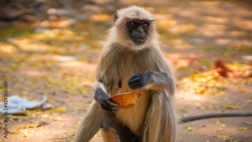 Fototapeta premium City Indian Monkey eating fruits