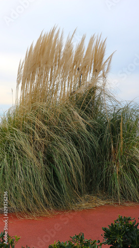 Fototapeta Naklejka Na Ścianę i Meble -  Dried grass with panicle bunch clustered in tussock in autumn 