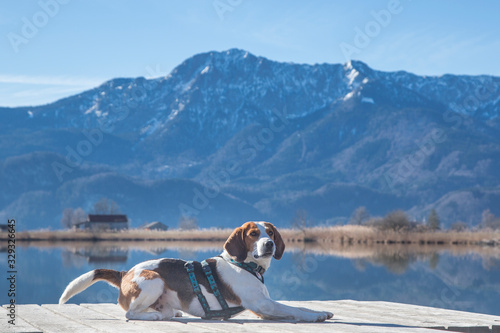 Beagle am Eichsee im Kochler Moor