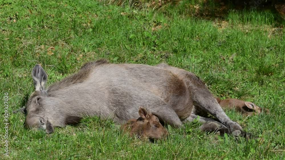 Moose cow with two calves sleeping in grassland Moose cow with two calves sleeping in grassland