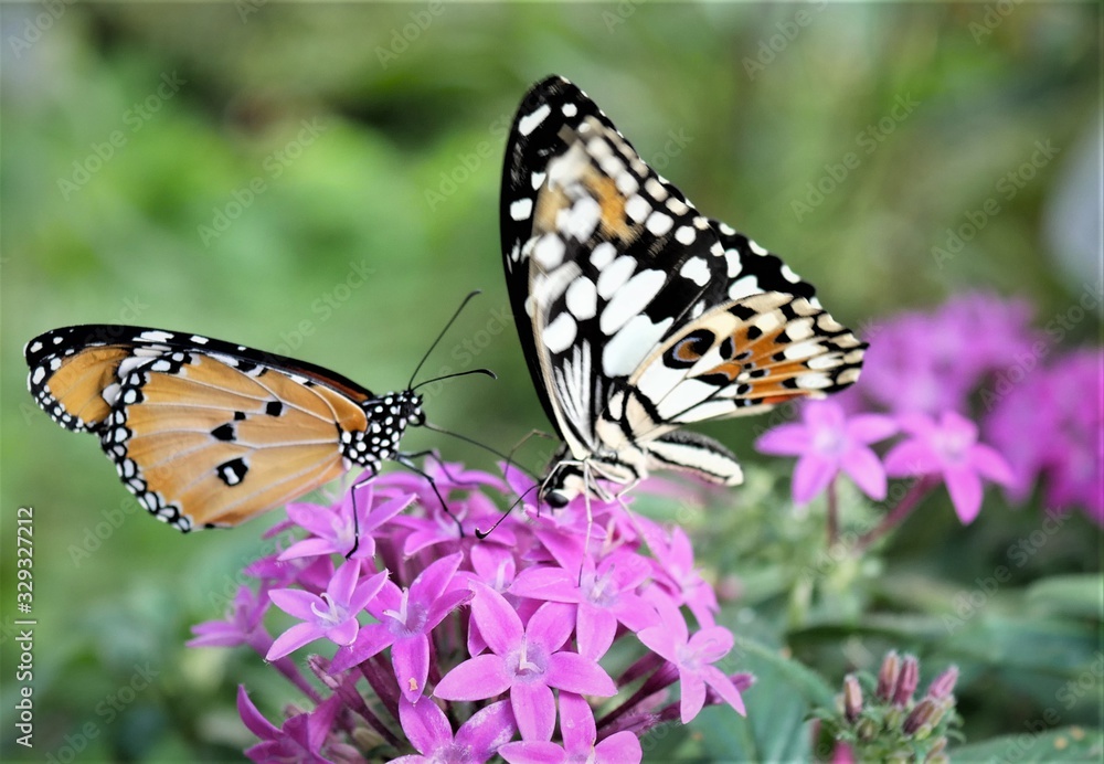 Fototapeta premium exotischer Schmetterling