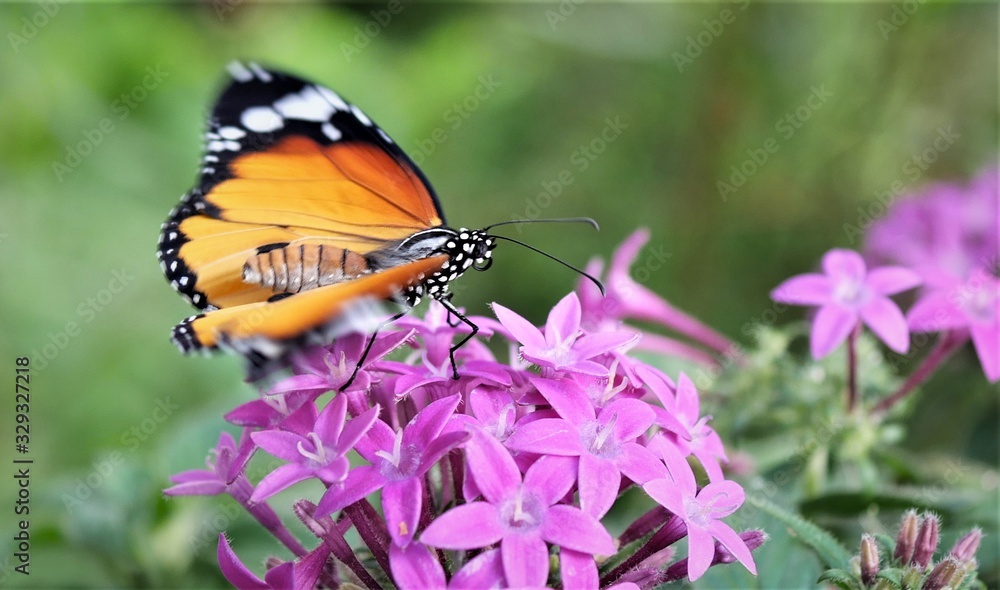 Monarchfalter Monarchfalter