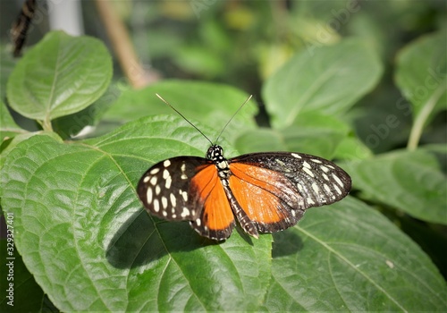 exotischer Schmetterling