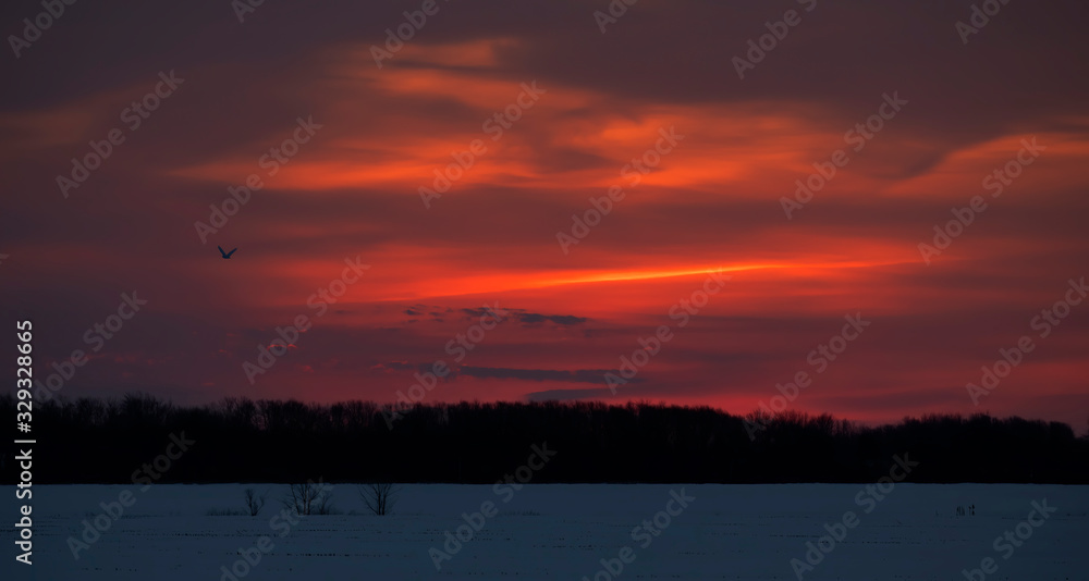 A winter sunrise with a red sky and clouds with silhouette of a snowy owl in flight in Ottawa, Canada