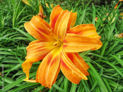 closeup of orange lily flower
