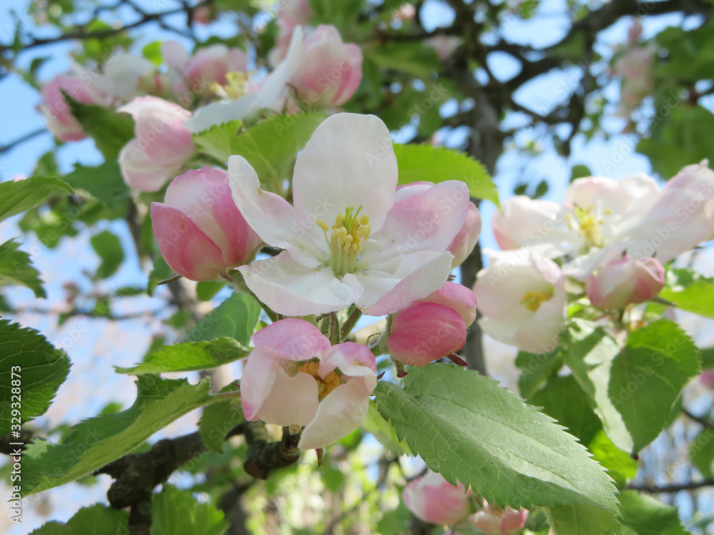Obraz premium blooming apple tree in spring