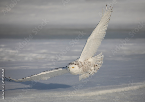 Snowy owl (Bubo scandiacus) in flight hunting over an ice covered pond in Ottawa, Canada