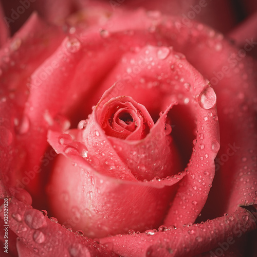 Pink Rose with dew