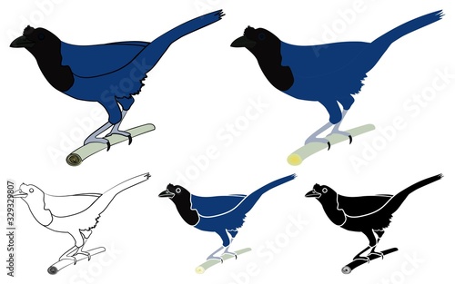 Gralha Azul bird in profile bird