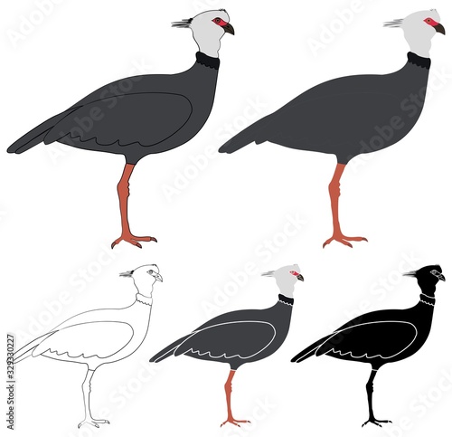Tacha bird in profile view