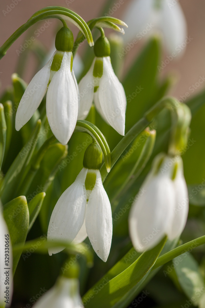 spring snowdrops flowers as natural background. Beautiful snowdrops on green background spring snowdrops flowers as natural background. Beautiful snowdrops on green background