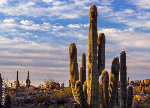 Close Up Of Saguaro Cactus Near Phoenix