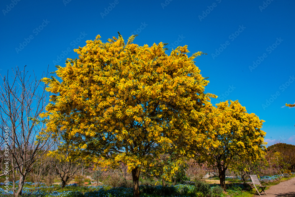 Fototapeta premium 大神のミモザ
