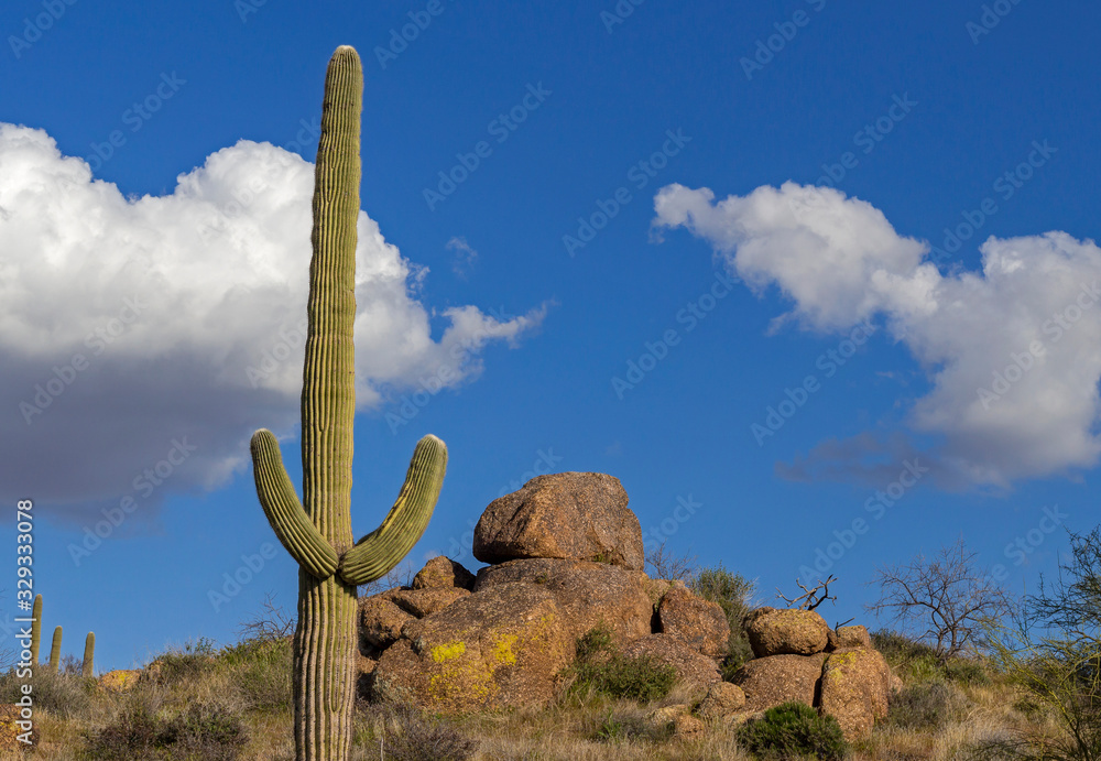 Close Up Of Solo Saguaro Cactus Near Phoenix AZ
