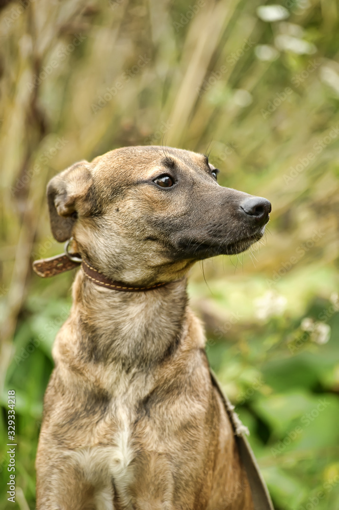 brown dog, ears up on a leash on the grass, scared, mestizo hound, cur, animals from the shelter