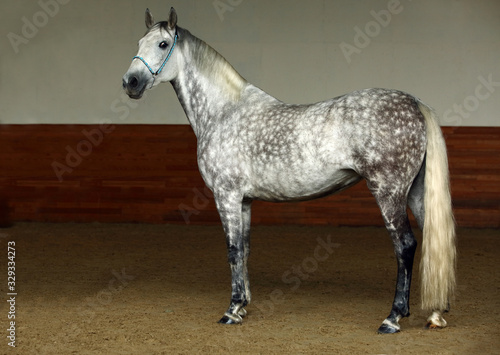 Картината върху платно Pure Spanish Horse or PRE,dapple gray mare portrait against dark stable