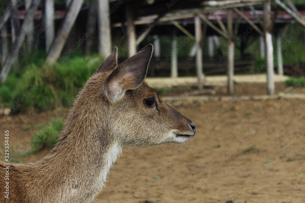 Fototapeta premium deer in the zoo